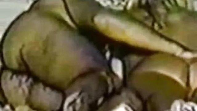 همه جوجه ها عاشق ابزار کلیپ کیرکس بزرگ, به ویژه هنگامی که آنها سیاه و سفید و بزرگ هستند